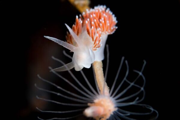 Nudibranch Safari 2025