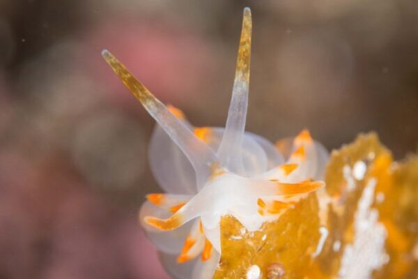 Nudibranch & Critter Hunter